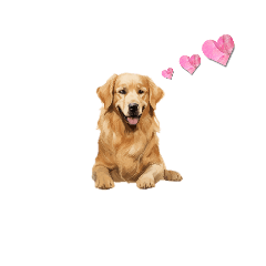 [LINEスタンプ] レトリバー犬