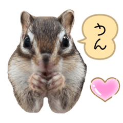 [LINEスタンプ] シマリス うりちゃん