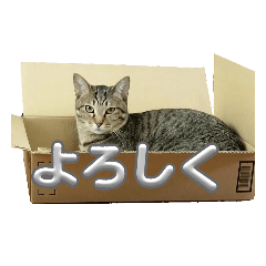 [LINEスタンプ] あずきのもふもふスタンプ