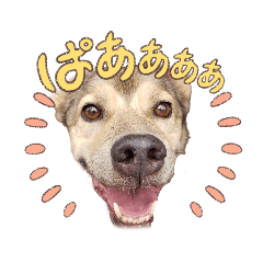 [LINEスタンプ] あはぴにゅ、year