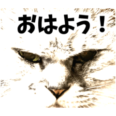 [LINEスタンプ] ねこなーさ♡