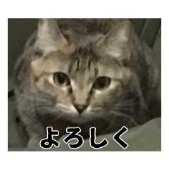 [LINEスタンプ] 猫のちゃみスタンプ