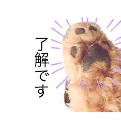 [LINEスタンプ] 我が家の犬りーち君