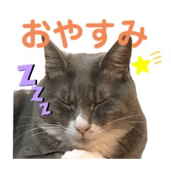 [LINEスタンプ] 我が家のニャンが主役！