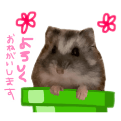 [LINEスタンプ] トレンカちゃんたぬちゃんきぃ坊ハム挨拶