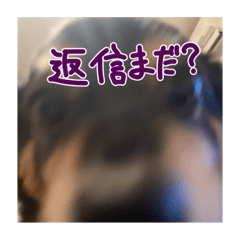 [LINEスタンプ] 犬だよ犬 スタンプ