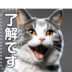 [LINEスタンプ] 【実写風】ハチワレ猫☆毎日使えるの画像（メイン）