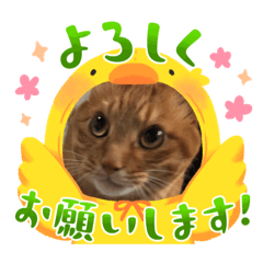 [LINEスタンプ] ！！ニャンコ！！