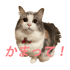 [LINEスタンプ] 猫のペルルちゃん