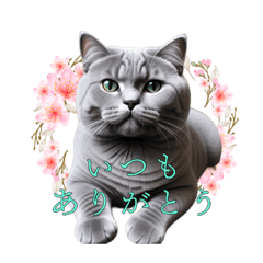 [LINEスタンプ] 猫と花。ブリティッシュショートヘア