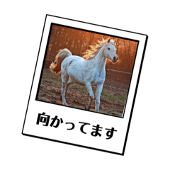 [LINEスタンプ] 白馬に乗った王子様。ひとみるい。