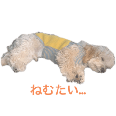 [LINEスタンプ] てぃあのスペシャルスタンプVo.1