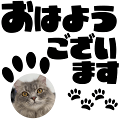 [LINEスタンプ] 大きく飛び出す！ポップアップ猫スタンプ！