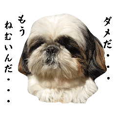[LINEスタンプ] 我が家のシーズー犬もじゃ.25