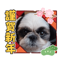 [LINEスタンプ] 我が家のシーズー犬もじゃ【年末年始】