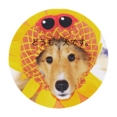 [LINEスタンプ] どうもシェルティです