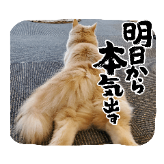[LINEスタンプ] MADDER's すたんぷ ③