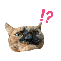 [LINEスタンプ] なちこすたんぷ、