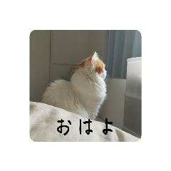 [LINEスタンプ] きぬ #4