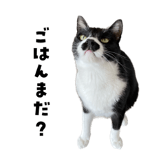 [LINEスタンプ] 猫の参考書 ひげちゃんスタンプ