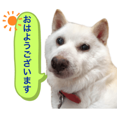 [LINEスタンプ] 白い柴犬みかんのスタンプ2