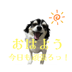 [LINEスタンプ] かわいいチワワスタンプ【ショコラ編】