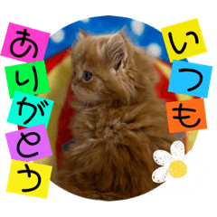 [LINEスタンプ] ねこまーち 鮮やかレッドプリンス