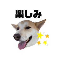 [LINEスタンプ] ヤンちゃんスタンプ2023