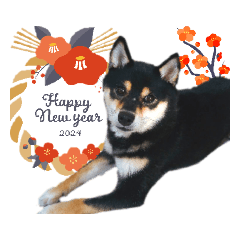 [LINEスタンプ] 柴犬 黒柴きのこの日常13 お正月編