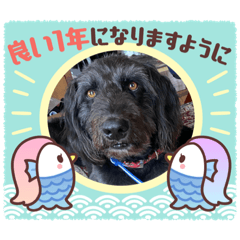 [LINEスタンプ] 保護犬 リリの画像（メイン）