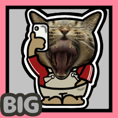 [LINEスタンプ] キジトラ猫BIG14