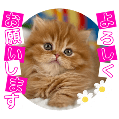 [LINEスタンプ] ねこまーち プレミアムプリンセス