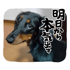 [LINEスタンプ] まろ犬モカ…心の声