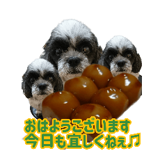 [LINEスタンプ] シーズー愛犬クリさん♡トリオ