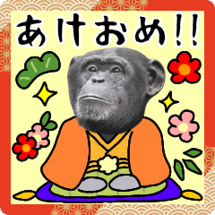 [LINEスタンプ] チンパンジーのお正月年賀スタンプの画像（メイン）