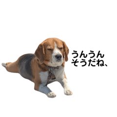 [LINEスタンプ] キュートなビーグル犬の日常