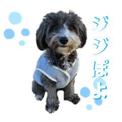 [LINEスタンプ] ぼくは、ジジwithジジィ