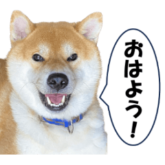 [LINEスタンプ] ワン！ぼくは柴犬のアキ！