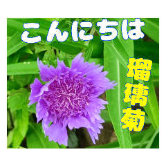 [LINEスタンプ] 山野草で 日常のご挨拶