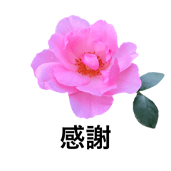 [LINEスタンプ] yasuおばさんの薔薇言葉R5-1の画像（メイン）