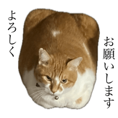 [LINEスタンプ] ふくよかキュウタン