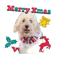 [LINEスタンプ] MerryXmasと日常犬