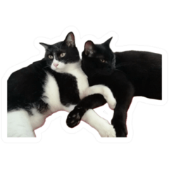 [LINEスタンプ] ウチのニャンずら