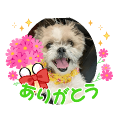[LINEスタンプ] Hug ＆ Peace   はぐはぐ シーマルはぐたんの画像（メイン）