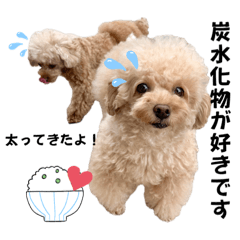 [LINEスタンプ] 家族の会話 トイプードル