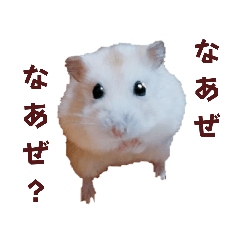 [LINEスタンプ] ハムスターのパッチー