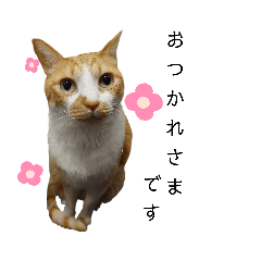 [LINEスタンプ] うちのねこスタンプ✱メルクロトララテ