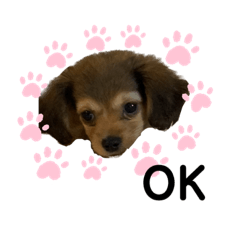 [LINEスタンプ] ✴︎チワックス犬✴︎こはくのにちじょう。
