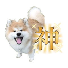 [LINEスタンプ] 秋田犬むつごろうAkita Dog