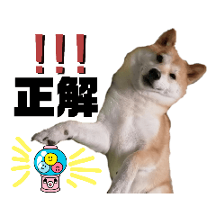 [LINEスタンプ] 柴犬トマトの日常 自由編